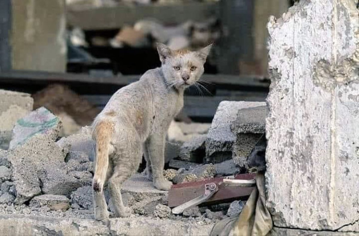 halamahher's tweet photo. In gaza nothingis save even human this pic made me so saddddd 😭😭😭😭😭 hear gaza please this people deserve to live and love 🇵🇸🇵🇸🇵🇸🇵🇸🇵🇸🇵🇸🇵🇸#GazaUnderAttak https://t.co/fss5w02SCD
