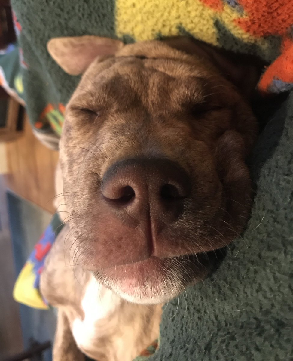 naduah1991's tweet image. Jester puppy leads a very “ruff” life. #spoileddoggo #pitweiler