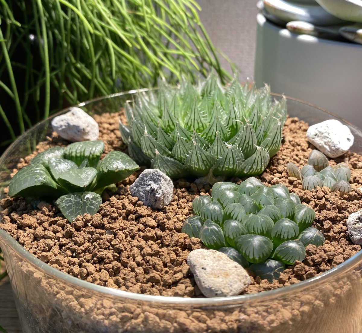 ハオルチア寄せ植え ハオルチア寄せ植え