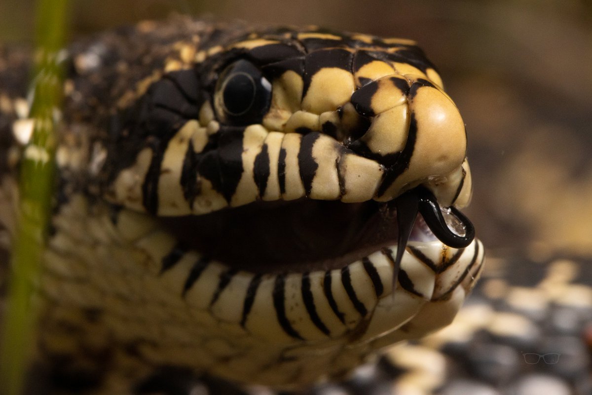 Nicholas McCarney (He/him) tweet media