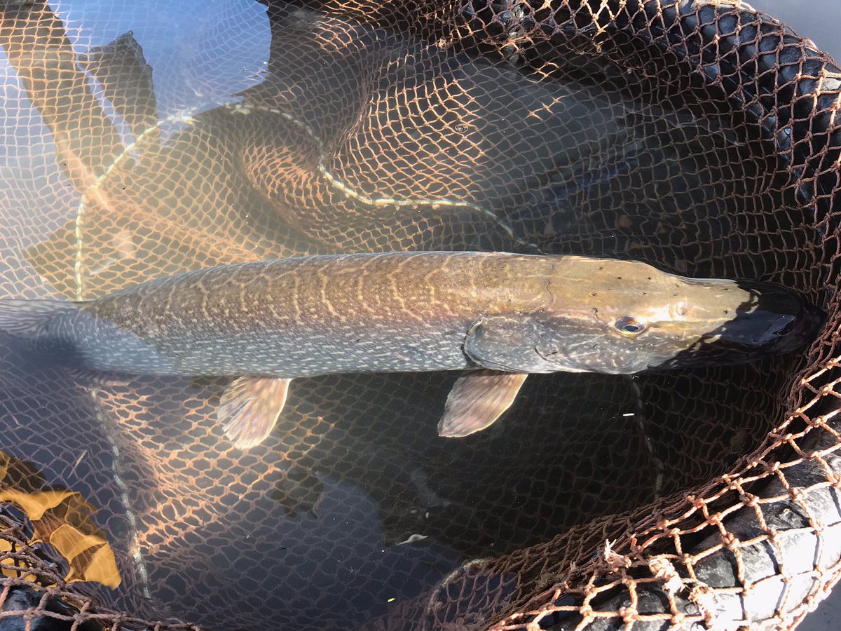 Last week we wrapped up our annual trap net survey on #LakeStClair...on to the next survey!
#northernpike