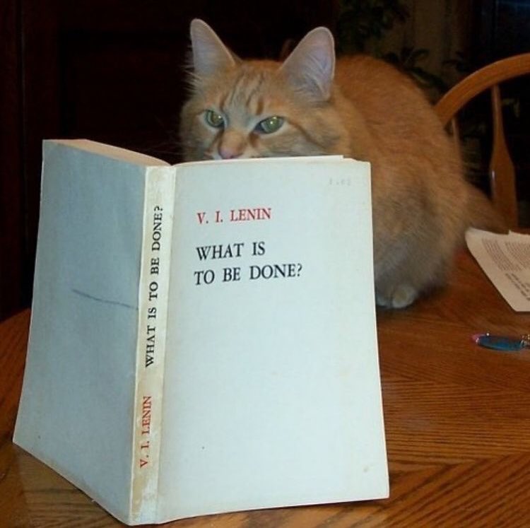 ChatthaHaider's tweet image. And yet cat is most bourgeois of all animals