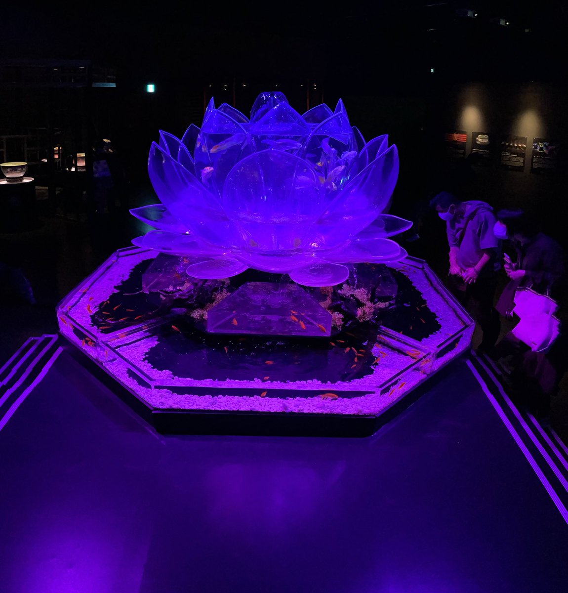 アートアクアリウム展博多実行委員会 Artaquahakata Twitter アートアクアリウム展博多実行委員会 Artaquahakata Twitter