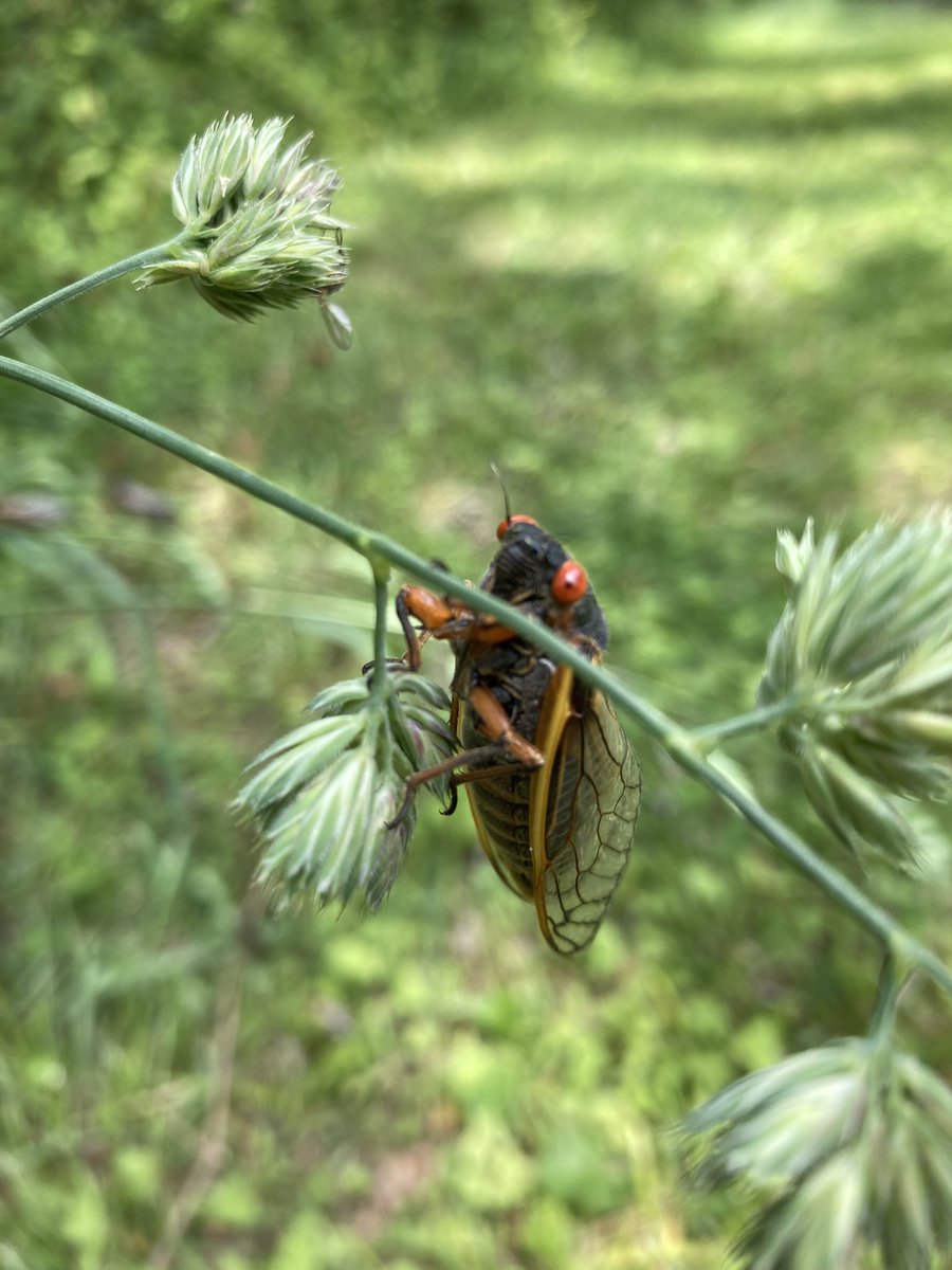 The time has come. #BroodX