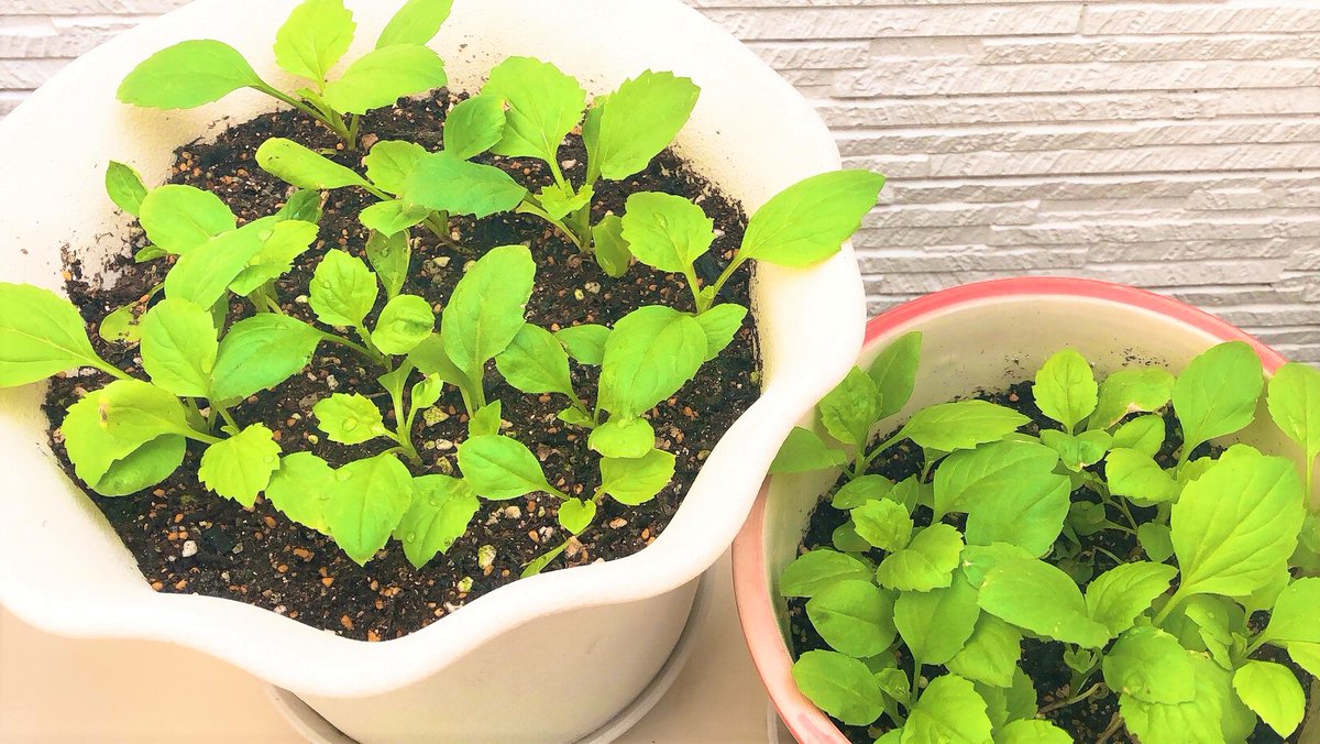 モスバーガー En Twitter アスター の種まきから1か月半 大分葉が増えたので ポットを増やして植え替えをしました 今の所順調な様です ๑ ᴗ و モスバーガー アスターの種 モスの日