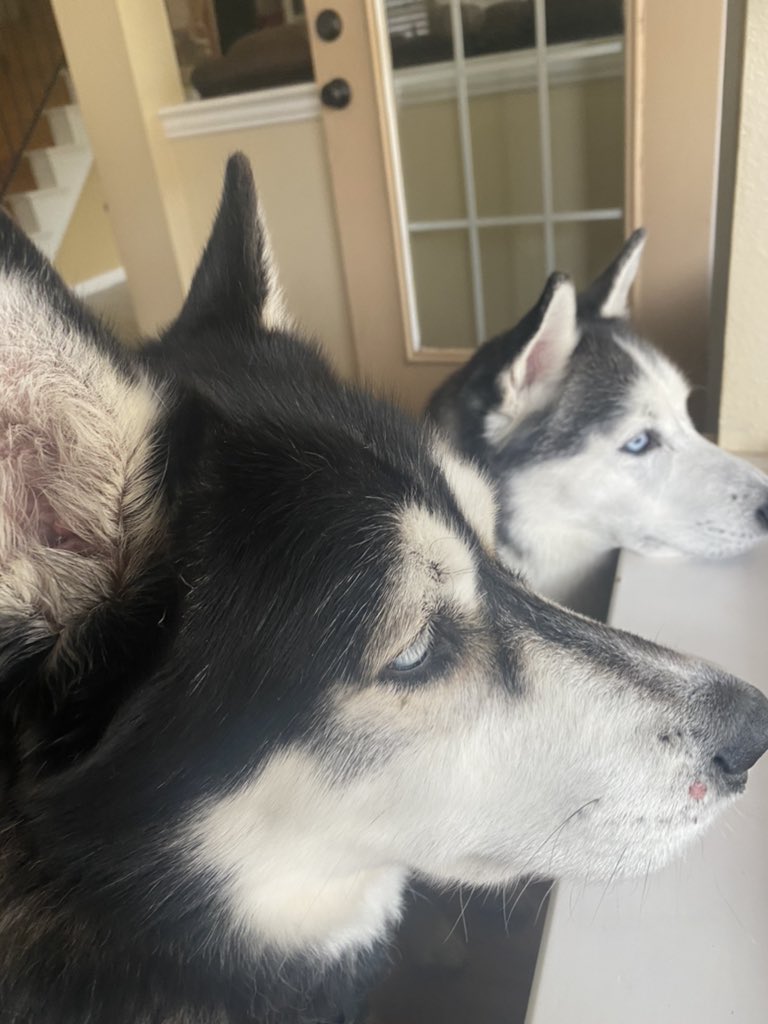 PepitaCorona's tweet photo. Eyyyyy little intrusas🐿 🐿 deja q nuestra Mami abra la 🚪 y veras 🤣😂🤣lo que es bueno 🥊🤣 =no one messes with us 😂♥️ #sundayvibes #dogsoftwitter #huskies #mydogs #guardiandogs #misperras 🐶 🐶
“Lo máximo “ #SundayFunday #doglovers #intelligentdogs #vigilantdogs #doggy https://t.co/quMl1XBUAC