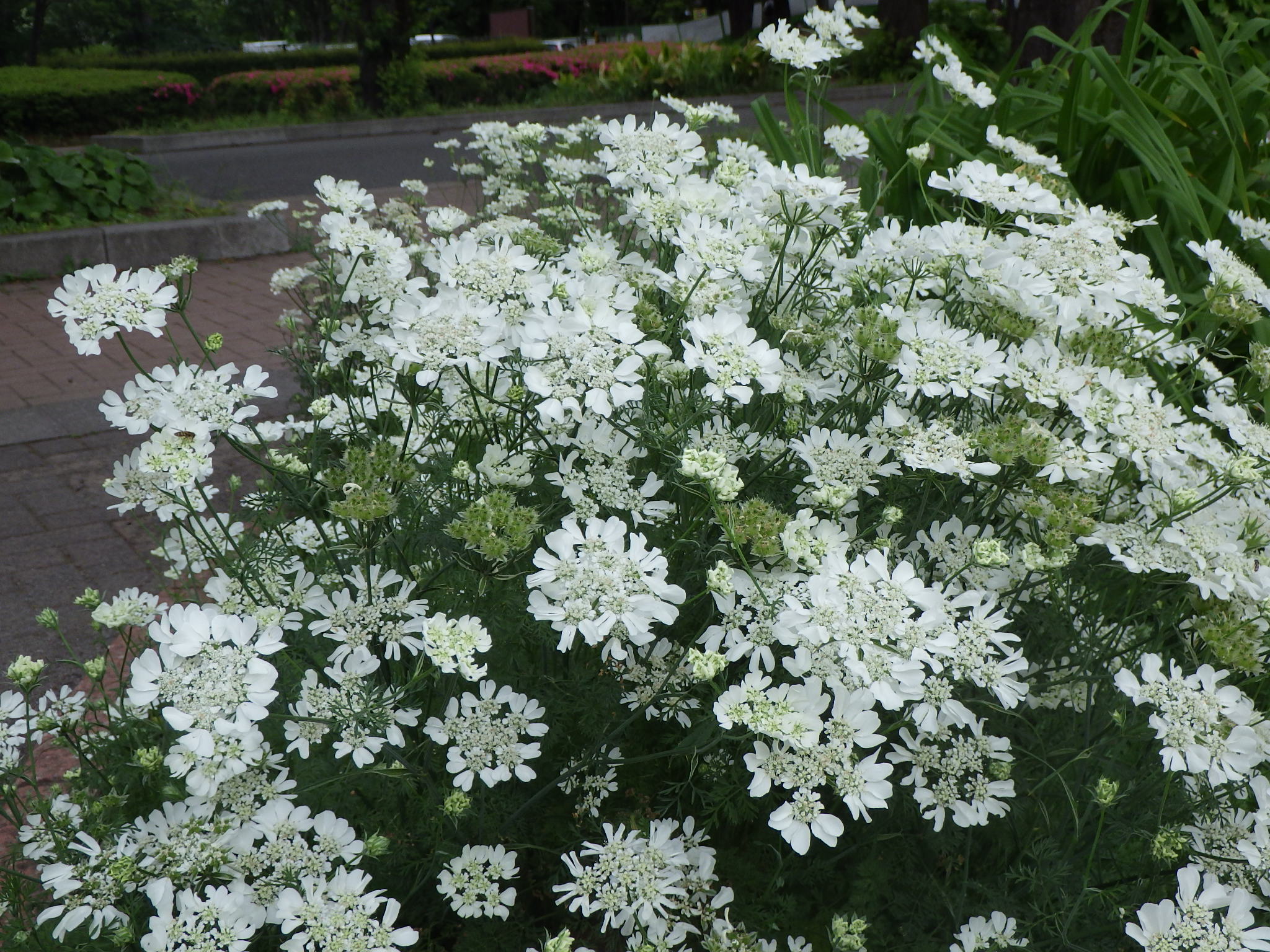 都立府中の森公園 公園のメインストリートに面した花壇に白くレースで編んだような繊細な花が咲いています オルレア です 清楚でナチュラルな雰囲気が魅力の花です 花言葉は ほのかな想い 散歩の足を止めてみてはいかがでしょう T Co
