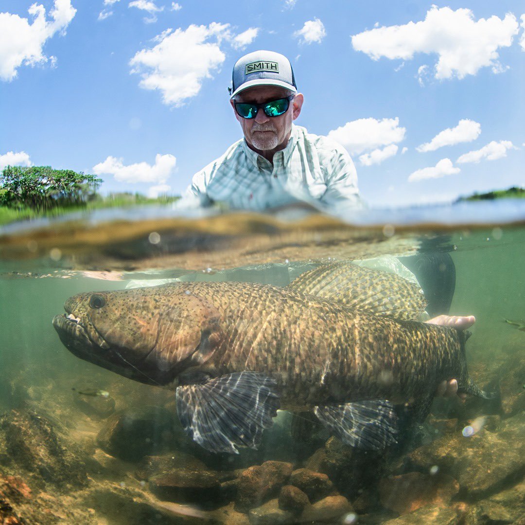 KendjamLodge's tweet photo. Underwater wolf fish!
Perhaps not the most attractive of the species at Kendjam, wolf fish are nevertheless compelling. These prehistoric fish are unique in nearly every aspect, they also thrill anglers with their aggressive behavior.
 
Ph: Rafael Costa #flyfishing #flyfish https://t.co/YVCYWVmSRQ