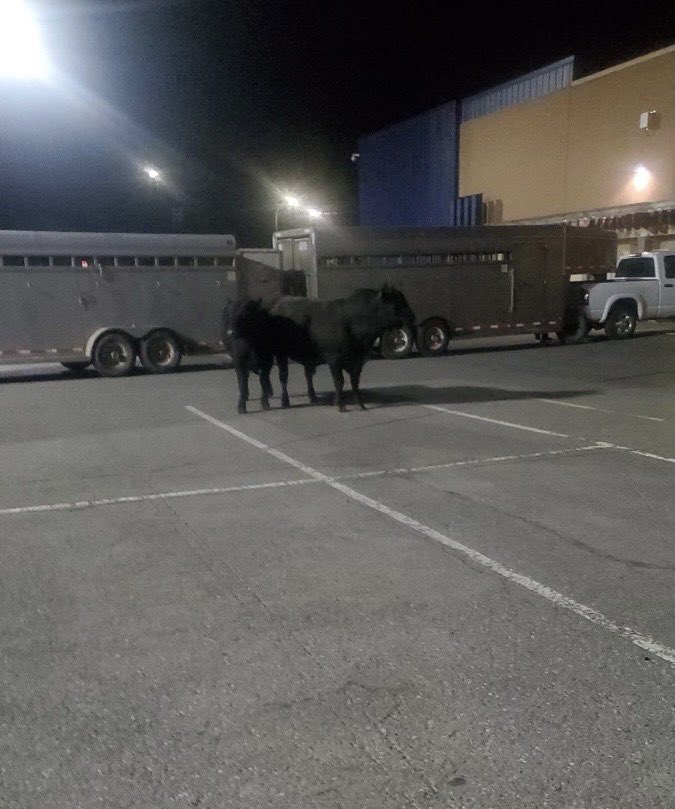 Strangest place your customers have unloaded a bull? I’ll go first. How bout a Lowe’s parking lot? 😳😂 #doorlatchwoopsie