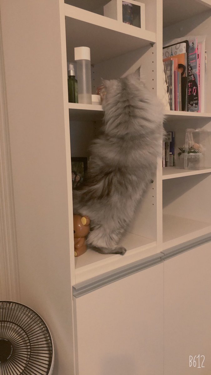 必死‼️
#猫との暮らし 
#猫好きの輪を広げよう 
#猫
#ねこ
#エキゾチックロングヘア
#ねこじかん