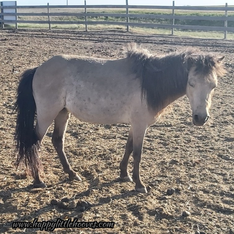 Phoebe looks like a completely different horse when she's shaved and cleaned up! That shaggy winter hair really hides how delicate she is! #happylittlehooves #phoebetheminihorse #fifi #minihorse #minihorses #horses #ponyhour #ponies #grooming #readyforsummer