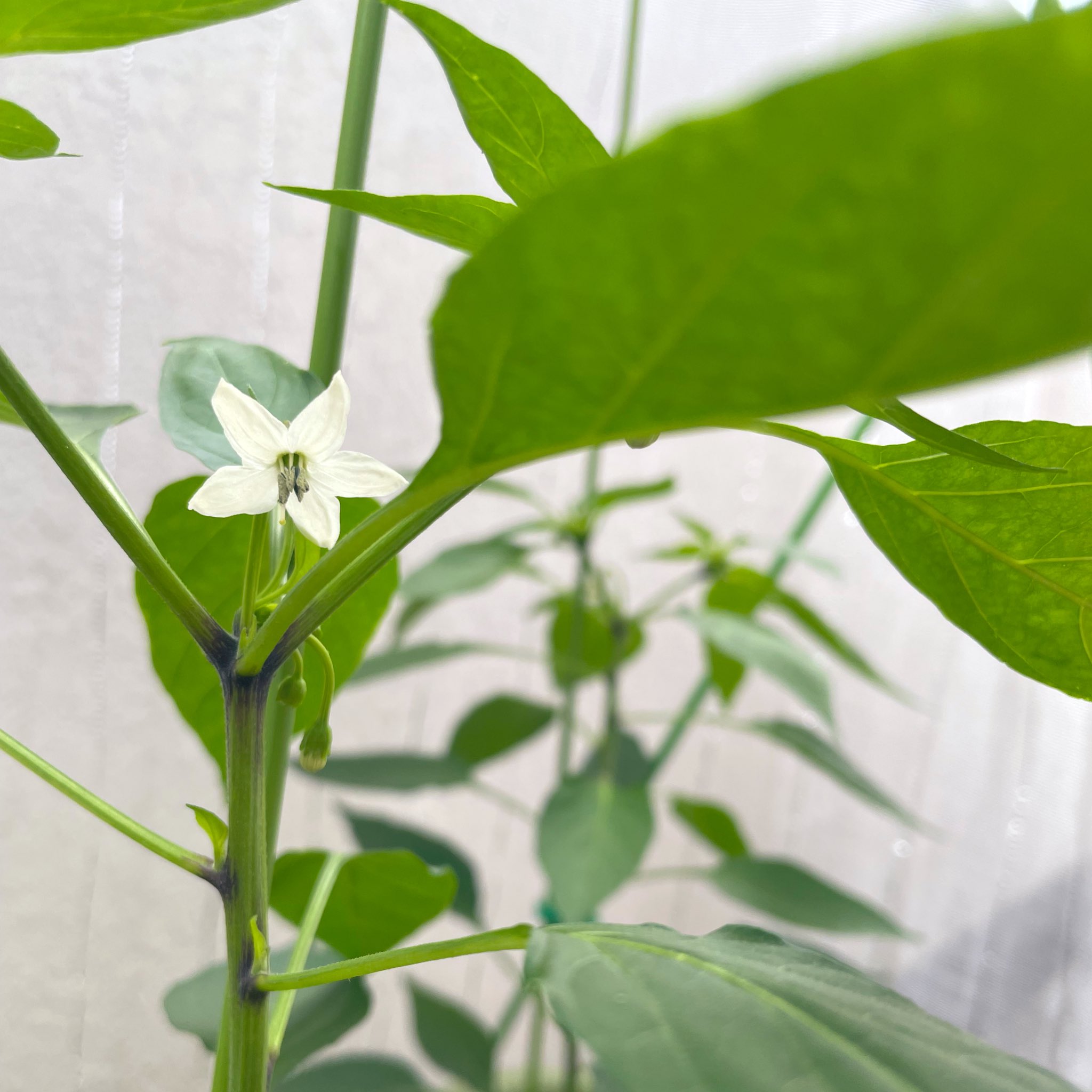 藤舎 推峰 竜馬四重奏 翠 9 7下北沢 Com Cafe 音倉 内藤とうがらし 一番花 定植2週間 天候的に日照不足ですがとりあえず育ってくれています 一番花付近は蕾と新芽が混みあっていて間引く芽がわからない 多分写真左下の脇芽を活かしていけば三本仕立て