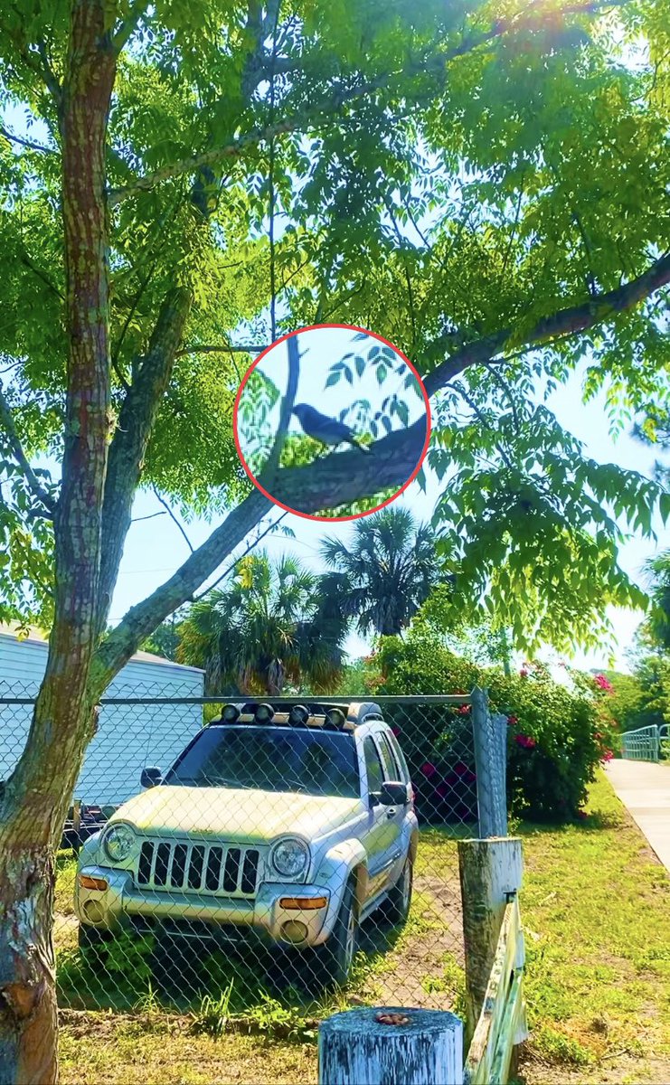 forpoochessake's tweet image. Literally, a  #bird ‘s #eyeview , an expression humans have appropriated to mean “an elevated view of an object from above, with a perspective as though the observer were a bird...”