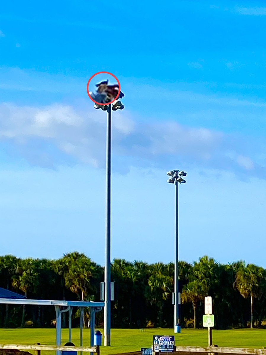 forpoochessake's tweet image. Literally, a  #bird ‘s #eyeview , an expression humans have appropriated to mean “an elevated view of an object from above, with a perspective as though the observer were a bird...”