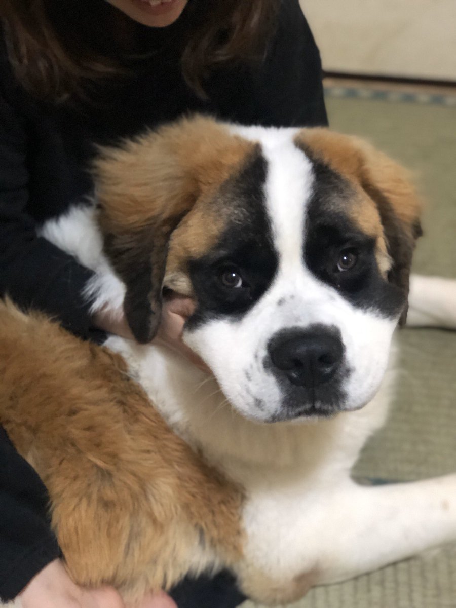 セントバーナード