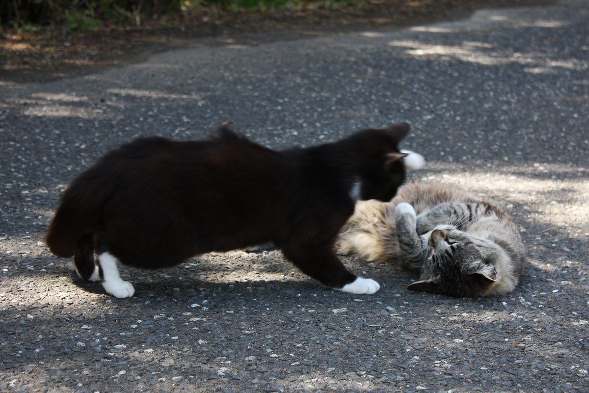 じゃれ合い