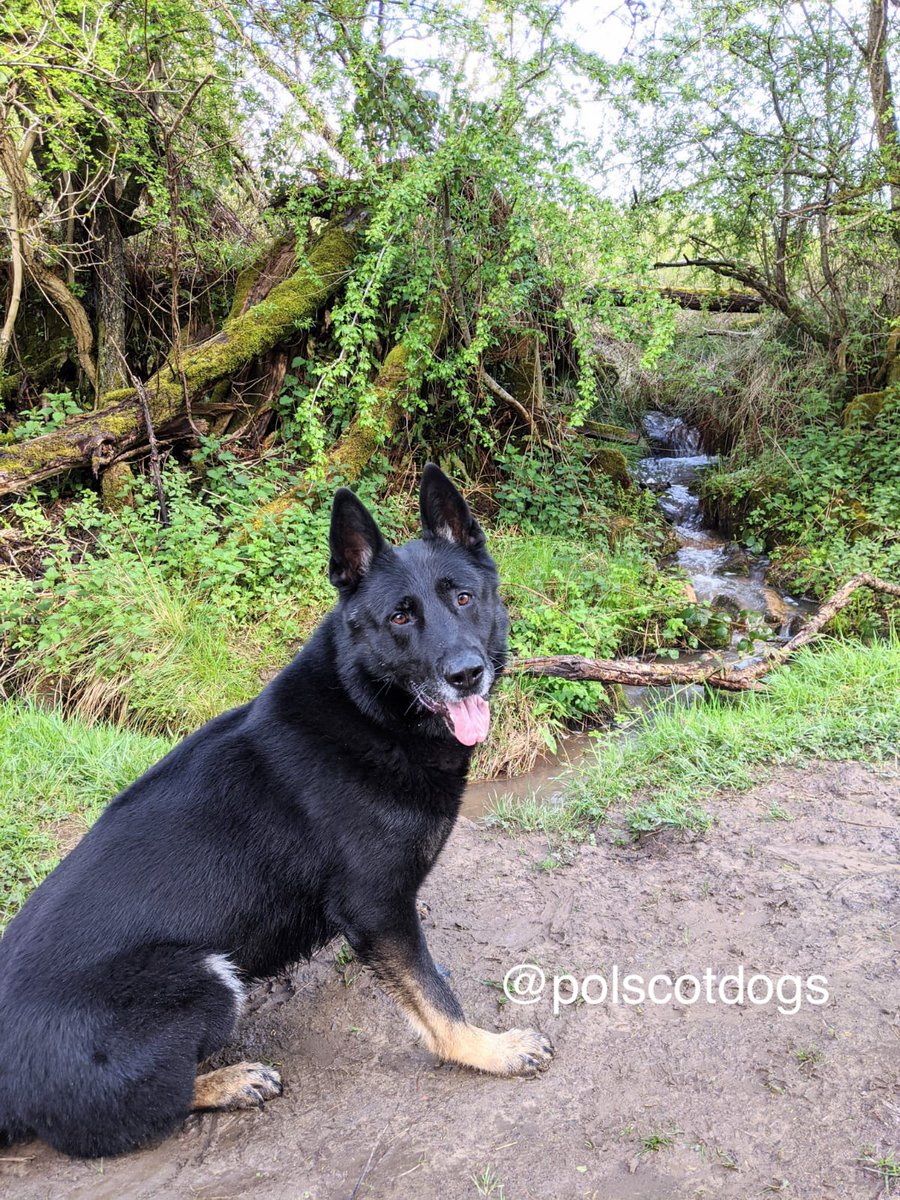 PSOSDogs's tweet image. Officers searching for a suicidal missing man find his car parked up. #PDBodie arrives and begins a search from the car and quickly finds the man. 
Good lad Bodie
#ItsOkayToNotBeOkay 
#MissingPerson 
#ItsNotAllCrime 🐾🏴󠁧󠁢󠁳󠁣󠁴󠁿