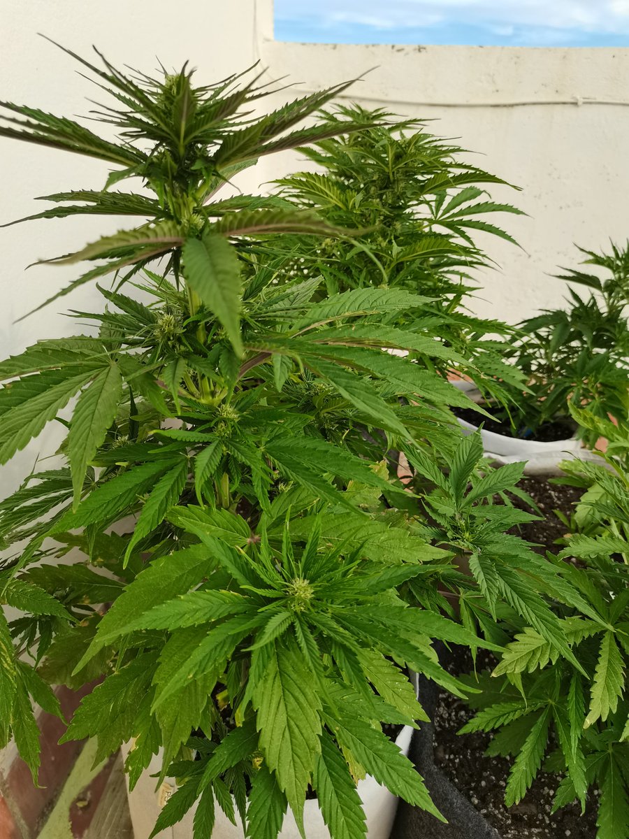CPTN_Rastafari's tweet photo. Que tengáis una #FelizSemana llena de #Bendiciones, y que todo lo bueno de cada un@ siga su evolución.

May, 17th / April, 4th 
#AfghanStorm #AutoCritical by @GreenbudSeeds @GiftsGreenwood &amp; @ProXL_Spain #orgánico #outdoor Basic + Advanced #autocultivo #growyourown https://t.co/uTk8RAUr3v