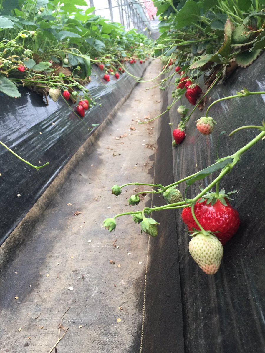 石井農園 Erdbeere Ishii Noen Twitter