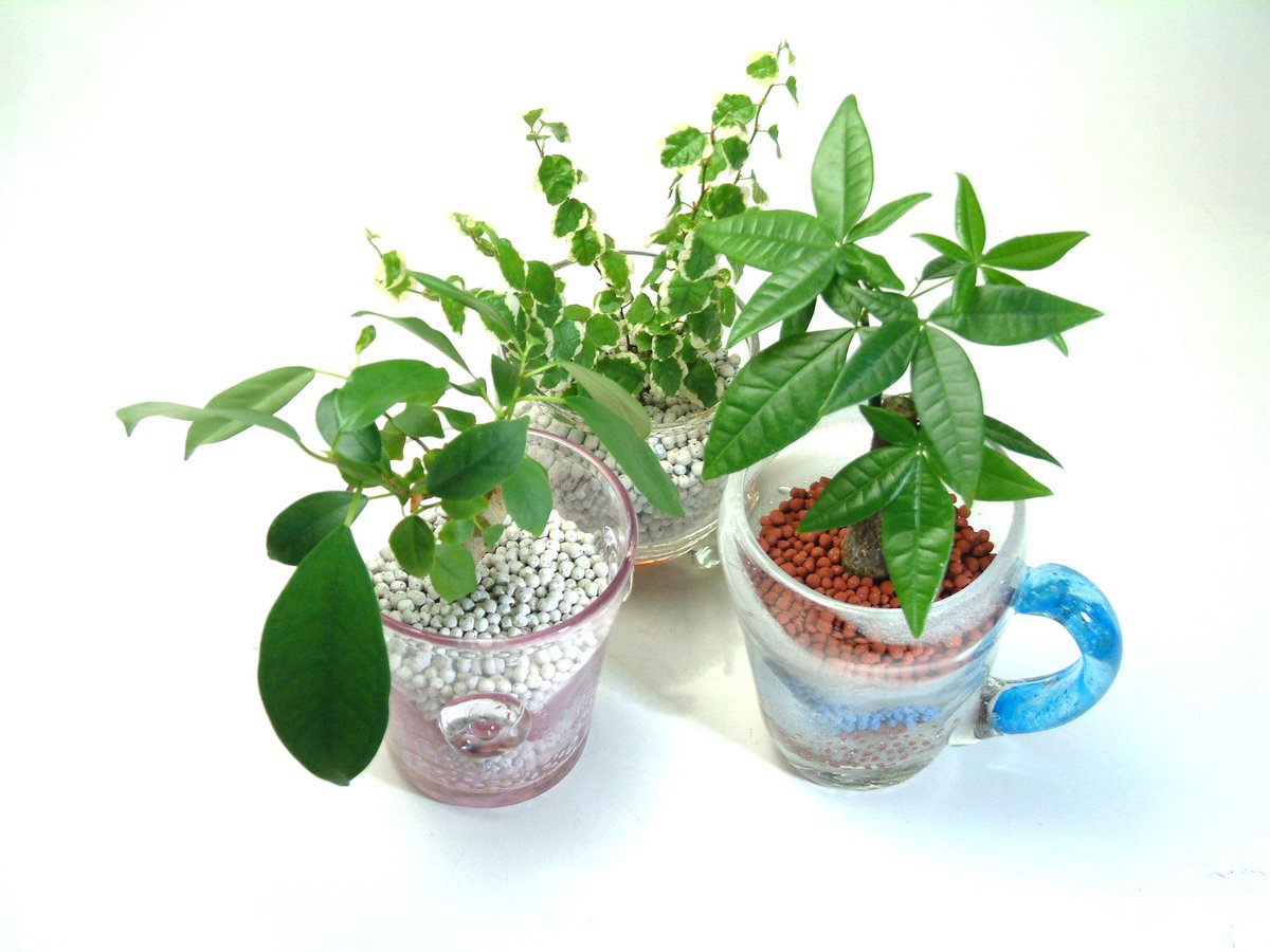 La Fiore 織部ヒルズ 土を使わないハイドロカルチャー 水耕栽培 は 周りが汚れたり虫が出たりする事もなく楽しめます 涼しげなガラス容器を使えば 本格的な夏が来る頃には 涼しげなグリーンがお部屋を彩ってくれますよ Lafiore ラフィオーレ 織部