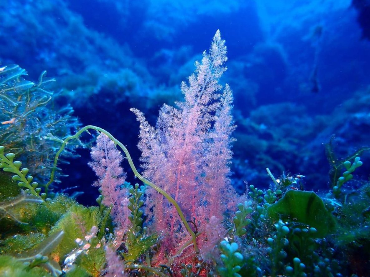 En el proyecto #BIGPARK hacemos un seguimiento de comunidades bentónicas influenciadas por la llegada de #algasinvasoras utilizando métodos de seguimiento y monitoreo genético y ecológico.

Para saber más👇
bit.ly/3yggE3N