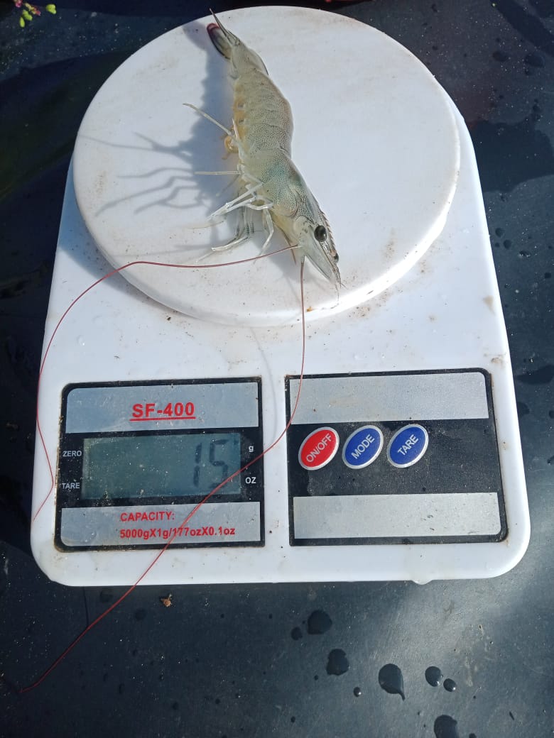 Sahabat sobis, berkah syawal.  Farm udang vanname polman #Sulbar akan panen parsial 1. Penjualan via lelang tertutup. Pendaftaran calon buyer wa.me/6285256098531 @zarazettirazr <a href="/axdwin/">Axdwin 🌏Indonesia 🇮🇩</a> <a href="/infoIMZ/">IMZ</a> <a href="/MadayaCoffee/">MadayaCoffee</a>
 <a href="/kegblgnunfaedh/">Kegoblogan.Unfaedah</a> @bptp_sulbar 
<a href="/restycayaaah/">Negri Seterah</a> <a href="/abuwaras/">abuwaras</a> 
<a href="/cobeh09/">Agus Susanto II</a>