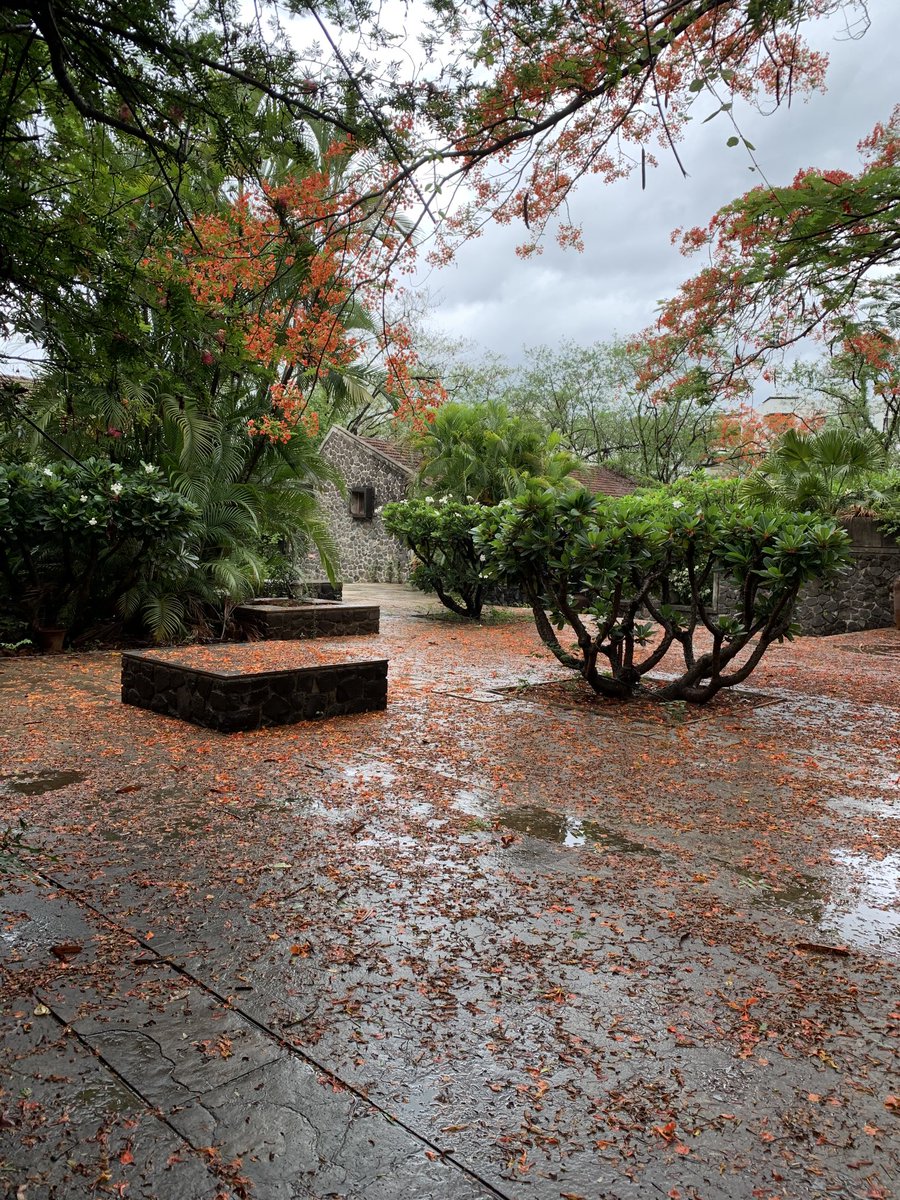 Rain drenched courtyard the day covered with a carpet of Gulmohor.