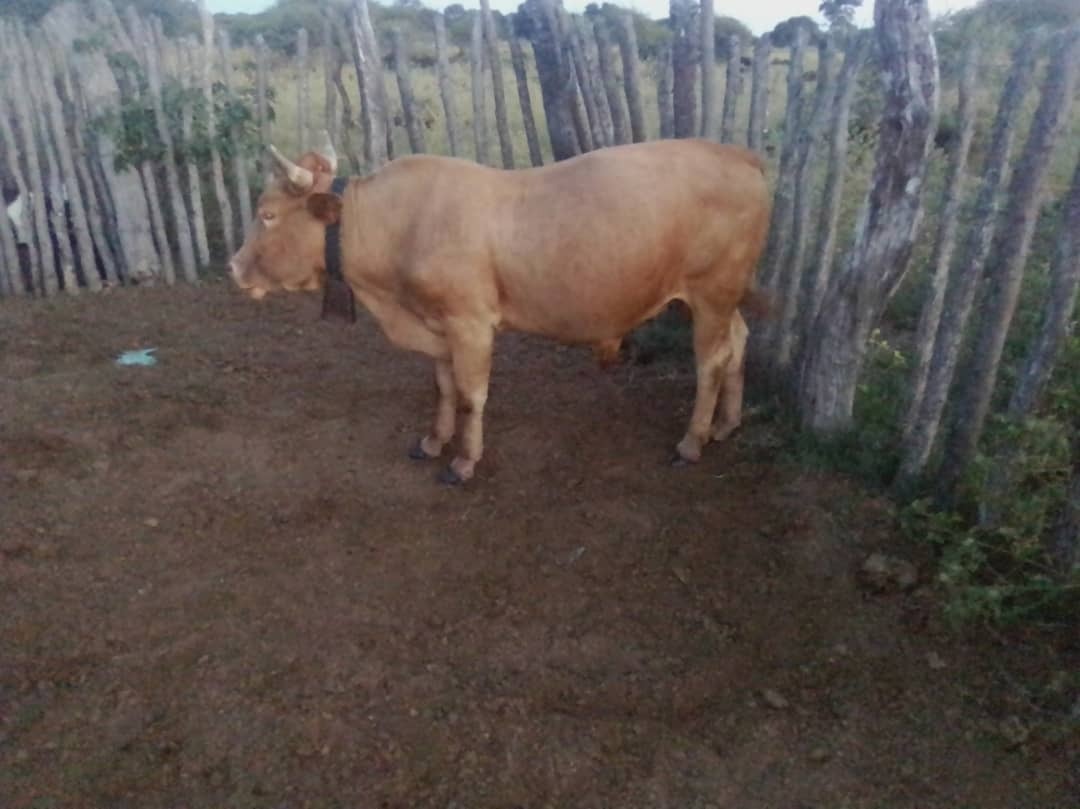 ICTin Agriculture tweet media