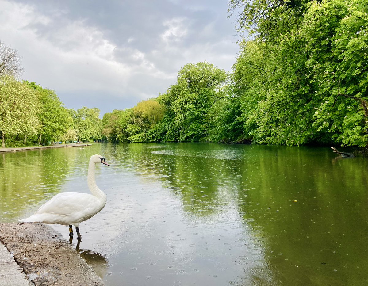 A walk in the rain can still mend the heart ♥️ #grief #gardening #nature #recovery