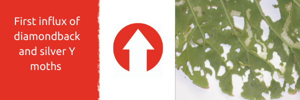 The latest Pest Bulletin showed there was the first influx of diamondback and silver Y moth last week.

You can read the full summary and reports here: 
ahdb.org.uk/pest-bulletin-…
