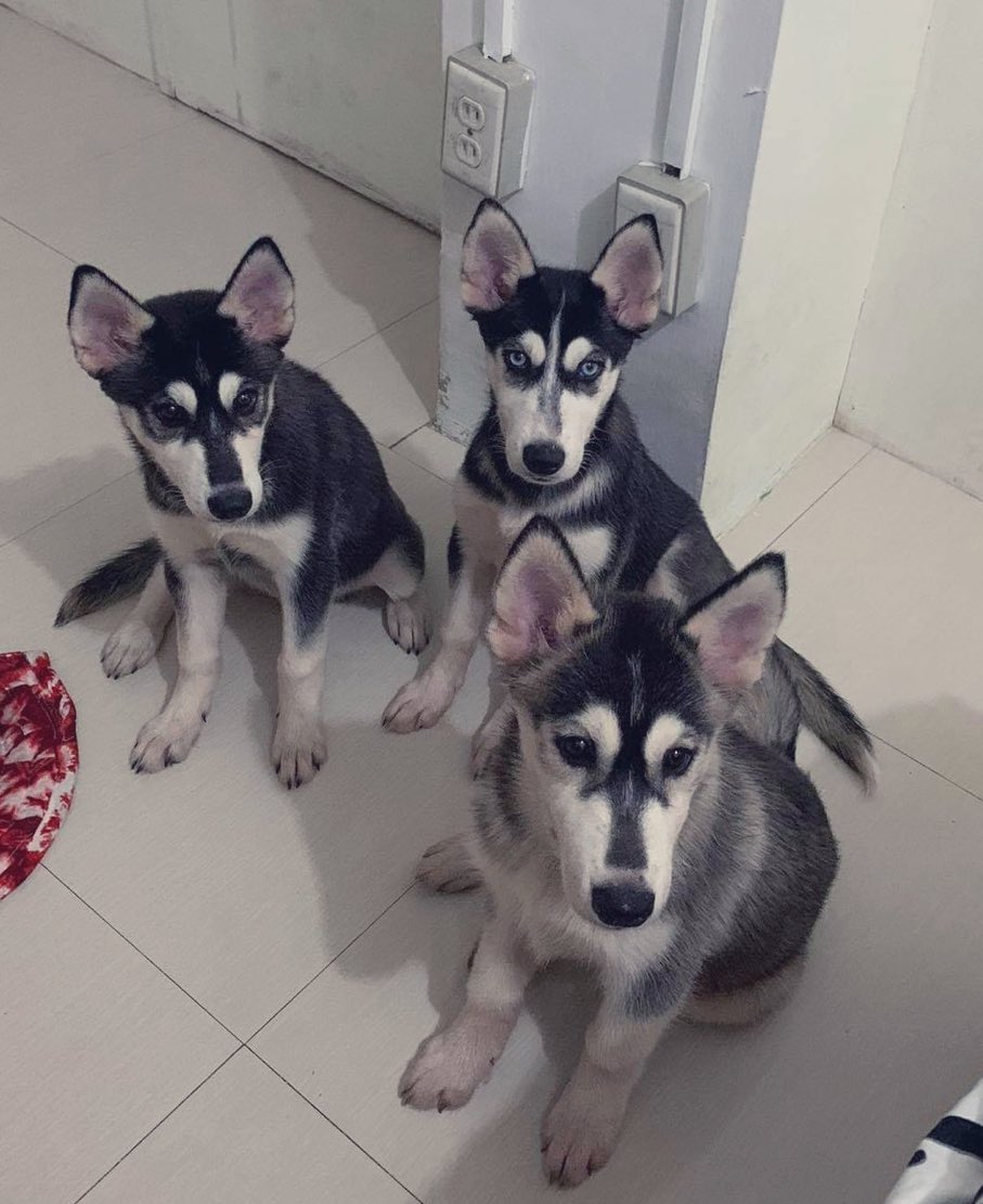 seymariel's tweet photo. My Baby's❤️ Calista Camilla Cody https://t.co/4ITGGQTrYQ