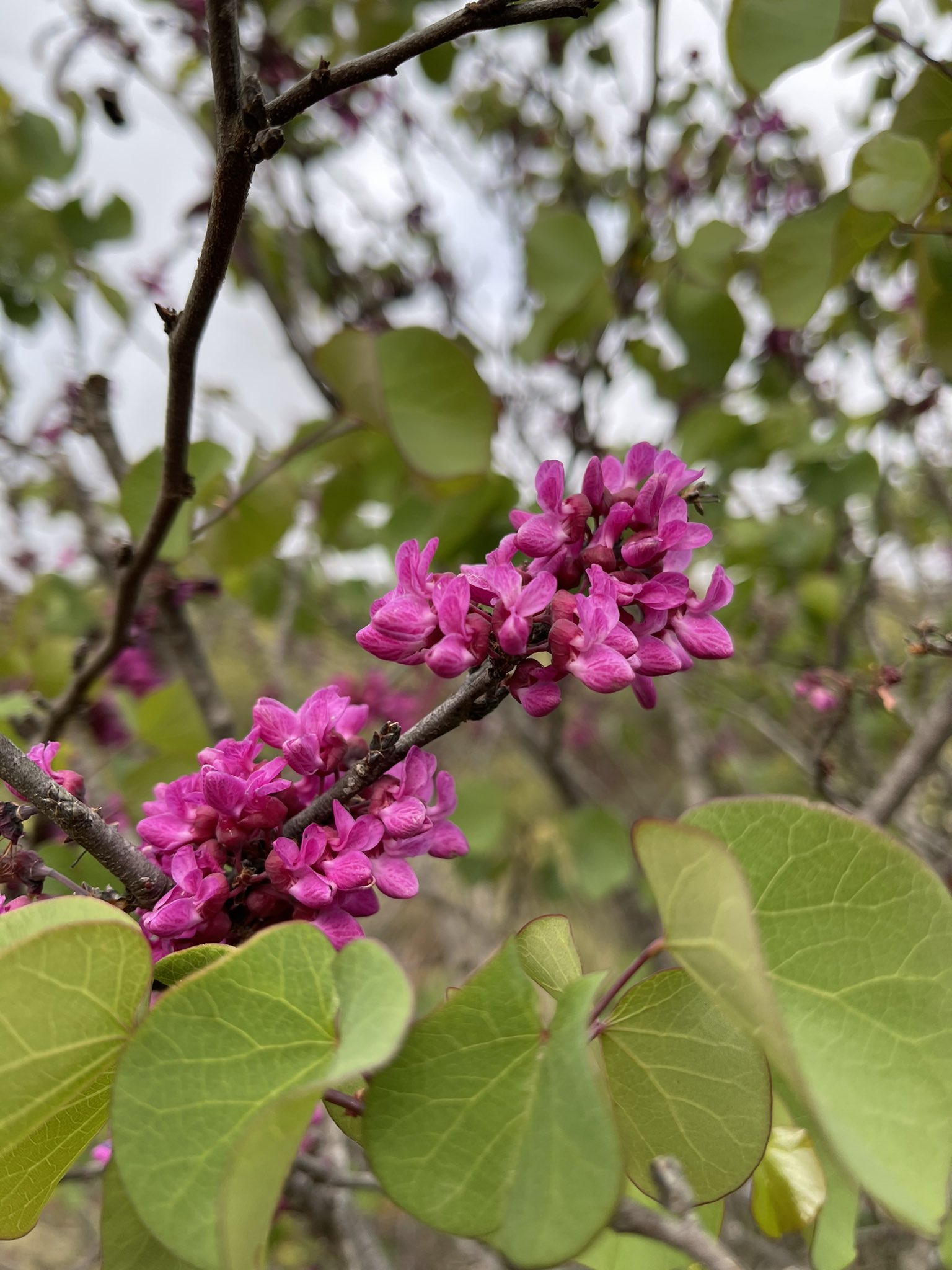 方舟子on Twitter 今日所见野花 西部红芽花 Western Redbud 冬青叶樱桃 Holly Leaf Cherry 黄针垫花 Yellow Pincushion 圣地亚哥猴花 San Diego Monkey Flower T Co 3q6szwehy7 Twitter