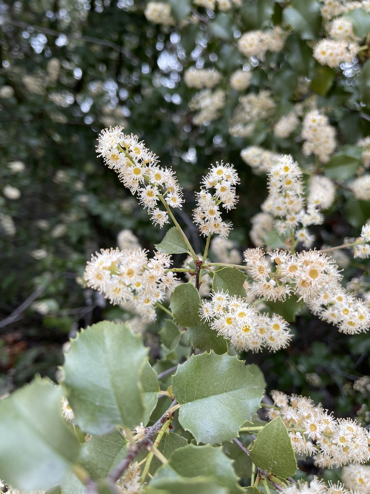 方舟子on Twitter 今日所见野花 西部红芽花 Western Redbud 冬青叶樱桃 Holly Leaf Cherry 黄针垫花 Yellow Pincushion 圣地亚哥猴花 San Diego Monkey Flower T Co 3q6szwehy7 Twitter