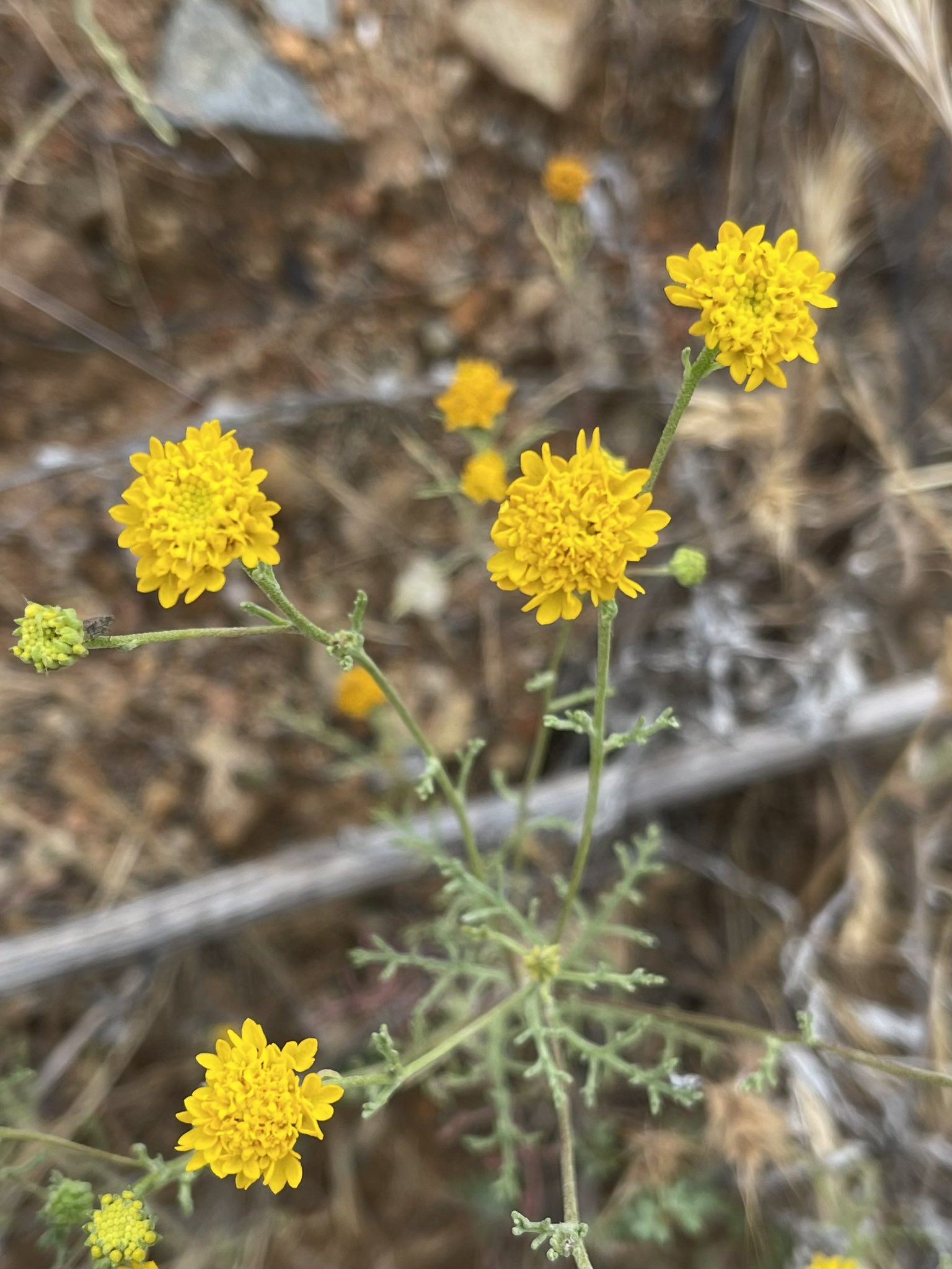 方舟子on Twitter 今日所见野花 西部红芽花 Western Redbud 冬青叶樱桃 Holly Leaf Cherry 黄针垫花 Yellow Pincushion 圣地亚哥猴花 San Diego Monkey Flower T Co 3q6szwehy7 Twitter