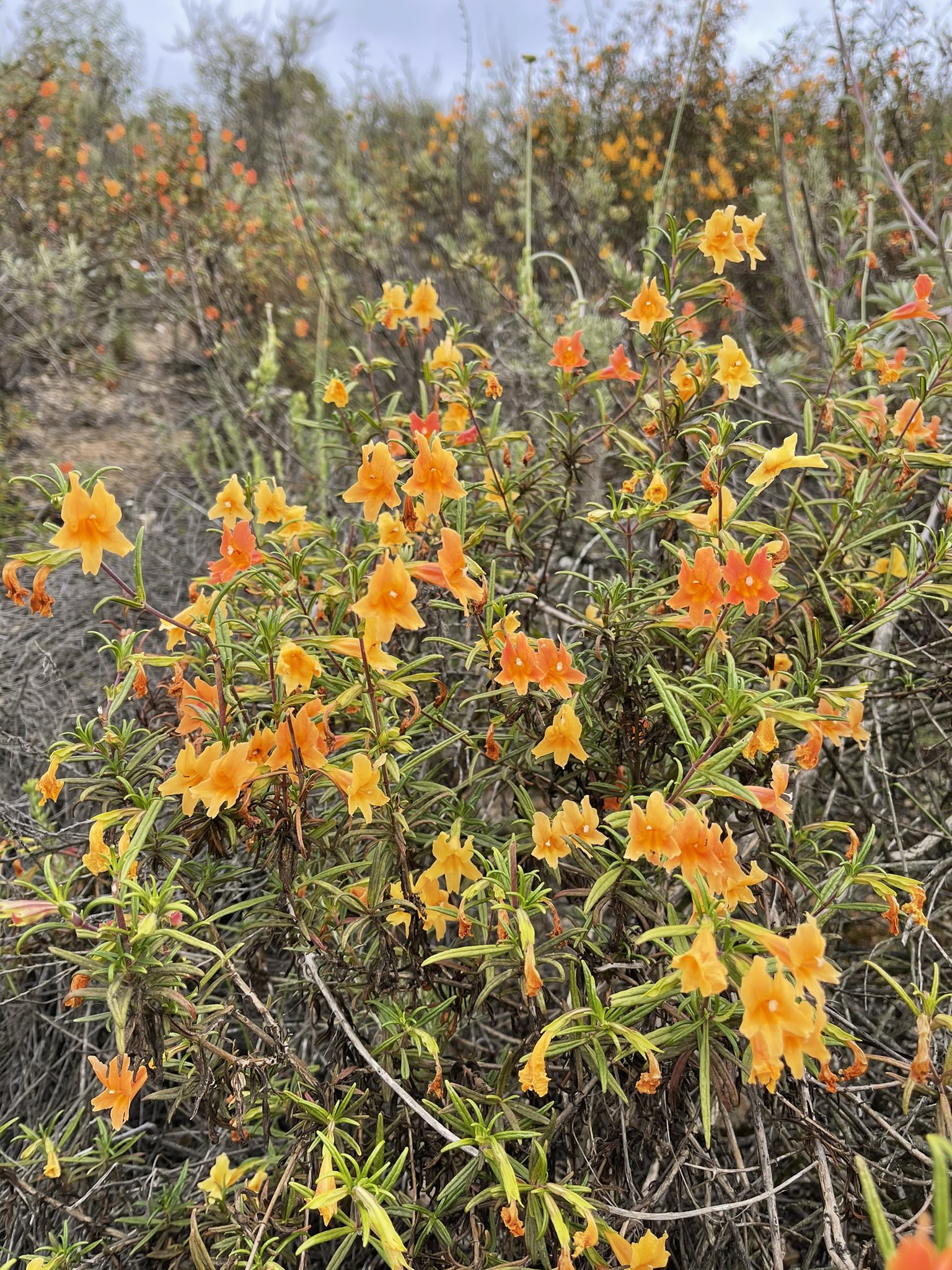 方舟子on Twitter 今日所见野花 西部红芽花 Western Redbud 冬青叶樱桃 Holly Leaf Cherry 黄针垫花 Yellow Pincushion 圣地亚哥猴花 San Diego Monkey Flower T Co 3q6szwehy7 Twitter