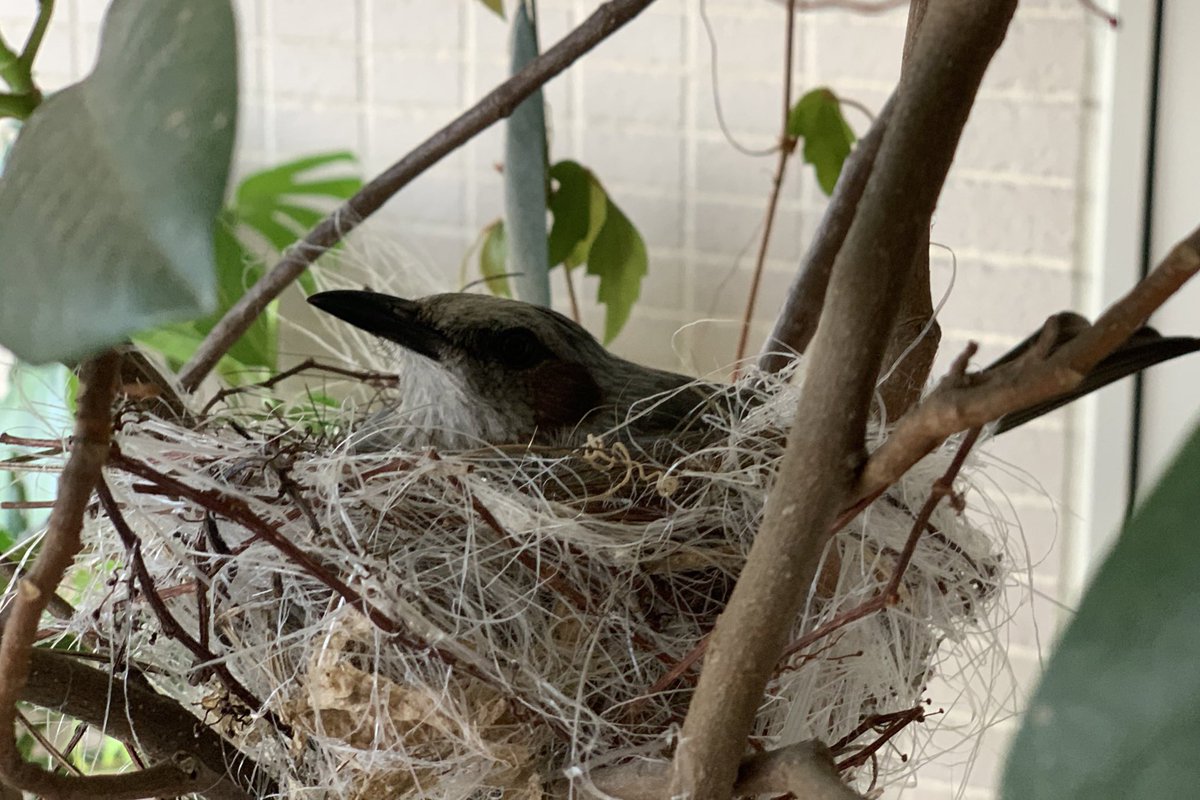 ヒヨドリの巣 ヒヨドリの巣