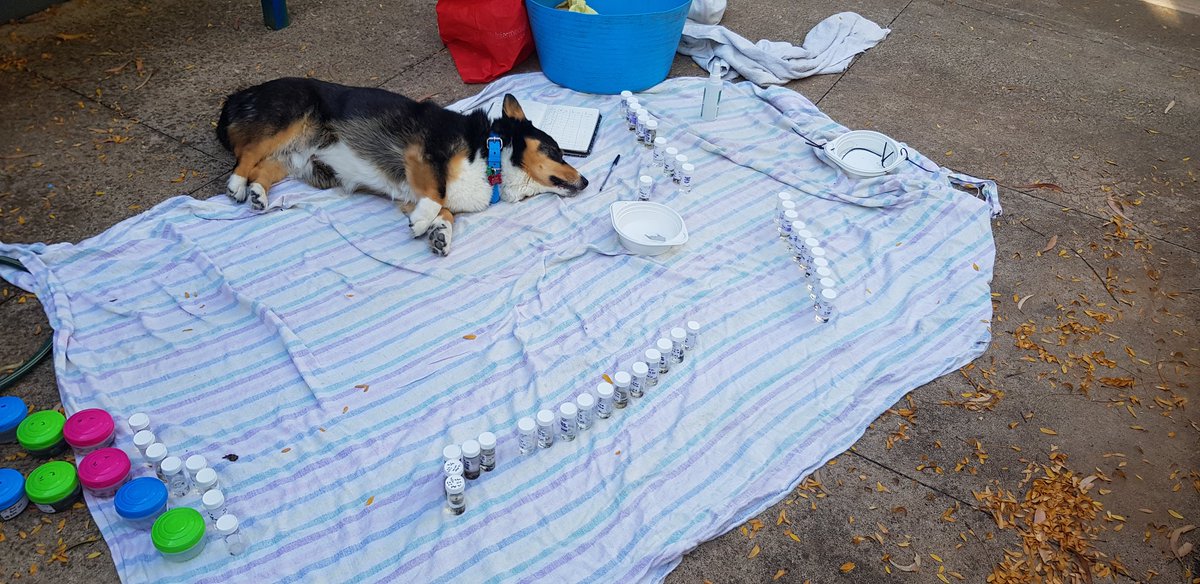 Dr Scarlett Howard tweet media