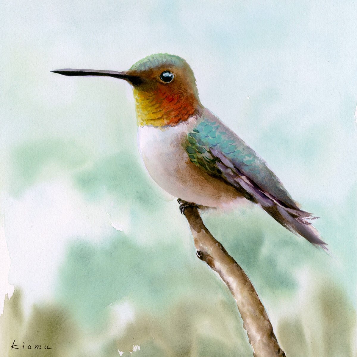 Kiamu V Twitter Watercolor Paintin Hummingbird 水彩画 スケッチ ハミングバード ハチドリ 水彩画 水彩画イラスト Watercolor Watercolorpainting Illustrations Illustrated Drawing Cutecharacter Cutecharacter アナログイラスト T