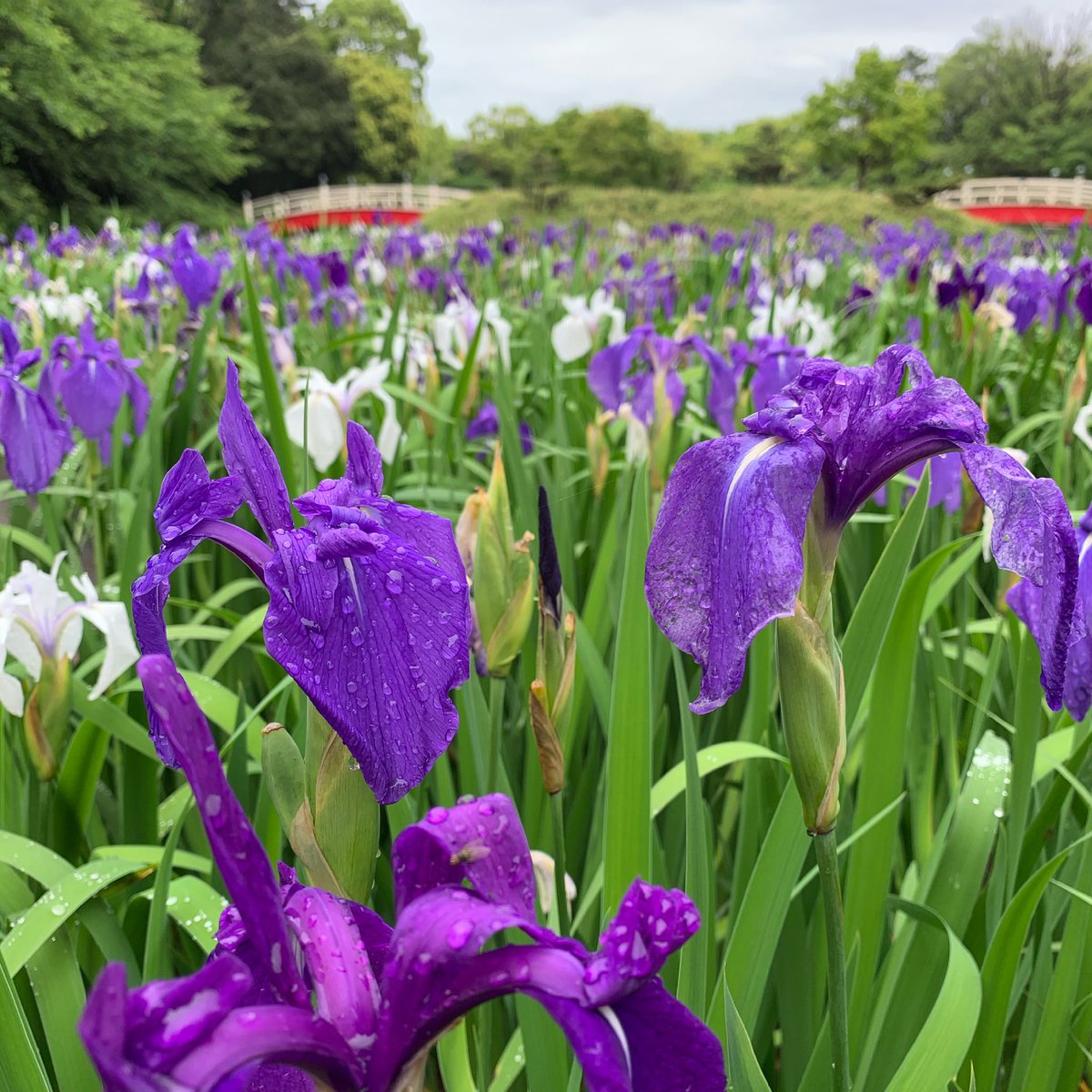 かきつばた Twitter Search