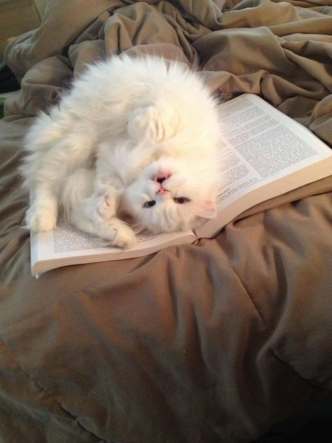 ElizabethRadcl5's tweet photo. There is nothing like cuddling up with your cat and reading a good book xxxx #geteveryonereading #sueatkins #CatsOfTwitter #catsofinstagram #cressidacowell #kitlit #reading https://t.co/v9Q8thon5a