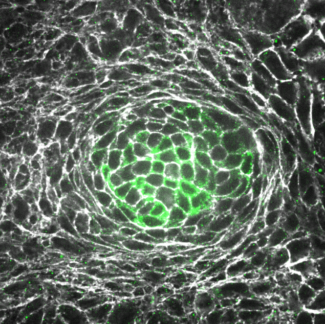 XavierTrepat's tweet photo. Spontaneous formation of intestinal crypts in a flat monolayer (green olfm4, purple ck20). #helloflatbiology https://t.co/2NIoMeTn62