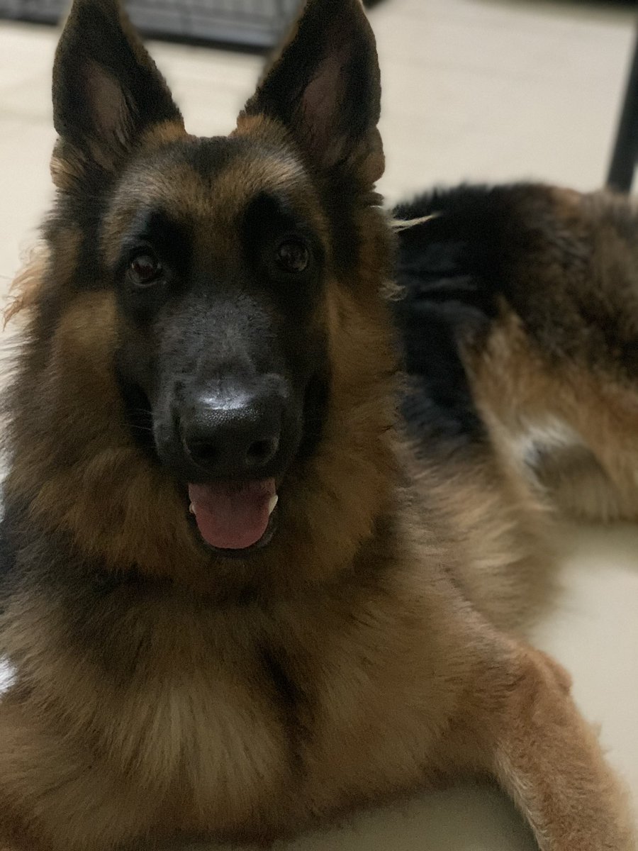 imangappan's tweet image. Need a lab/German shepherd pup for a blood transfer. Location: Chennai 

Simbha is in need of this blood transfer. Please contact Santhosh @ 9994123614 if any of you can help. 

#dogsoftwitter #bloodforapup #BloodMatters #dogowners #bluecross