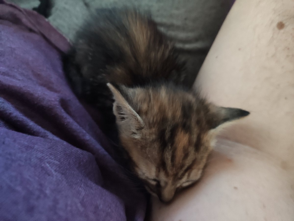 terduki's tweet image. Primera noche con Umbra. Es una rebelde y sólo quiere explorar, cazar y que le den mimos. Jo, estoy muy feliz de tenerla conmigo 🥰
#TeamUmbra