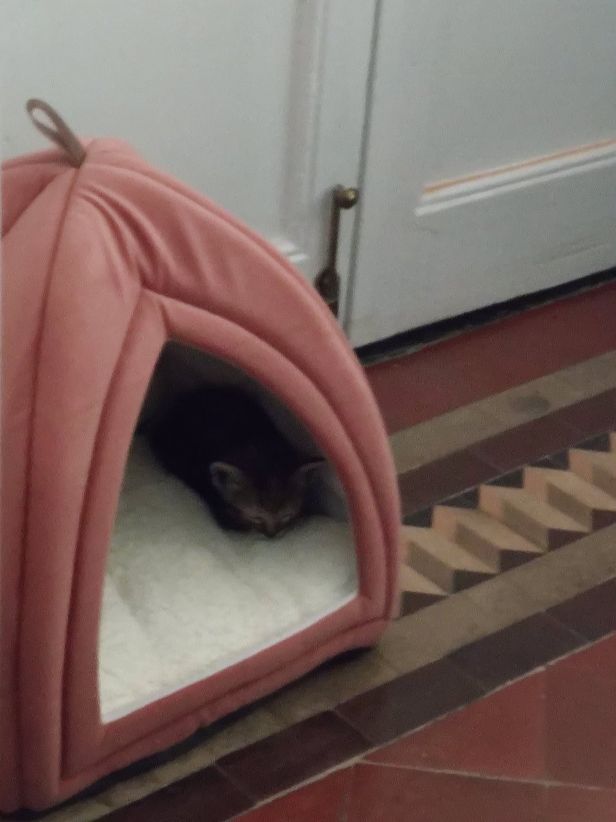 terduki's tweet image. Primera noche con Umbra. Es una rebelde y sólo quiere explorar, cazar y que le den mimos. Jo, estoy muy feliz de tenerla conmigo 🥰
#TeamUmbra