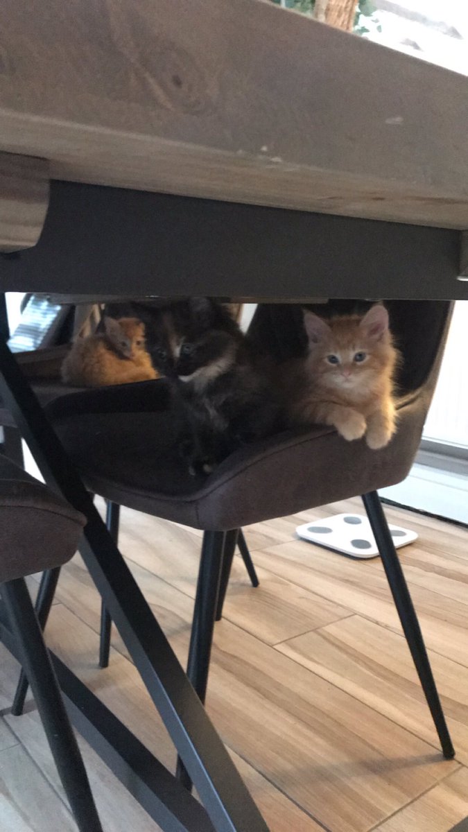 ralphwtff's tweet image. Mornin bruvva