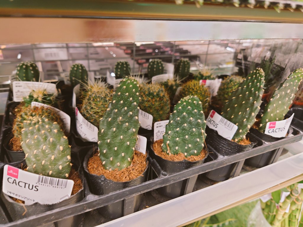 もいちょ 昨日のダイソー サボテンばっかりでした ウチワサボテン わからない コウカマル ペラペラウチワサボテン T Co Mnbvwvy5tf Twitter