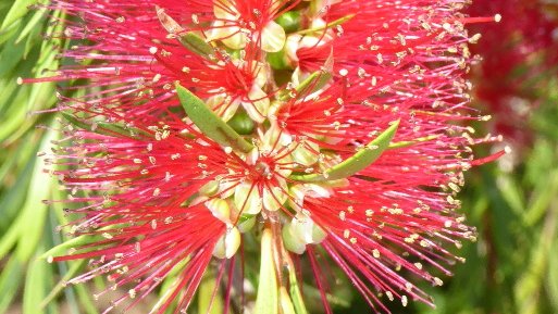 Plants400's tweet photo. Plant 391: One of the first Australian plant species to be grown in European gardens was the bottlebrush, collected by Joseph Banks and Daniel Solander in 1770. https://t.co/DnjebtqYNI https://t.co/2IxYMoiHwM