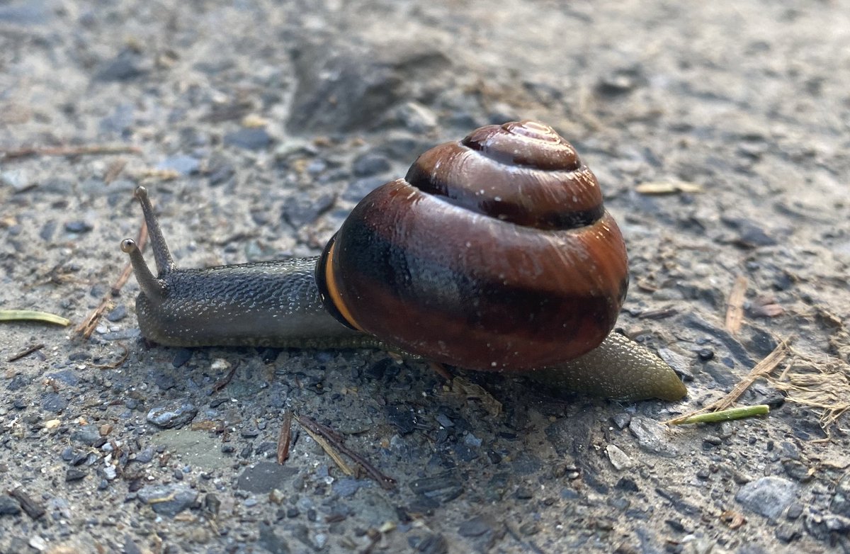 Slow start to the morning....
#MondayMotivaton #Wildlife #NaturePhotography #NationalBiodiversityWeek