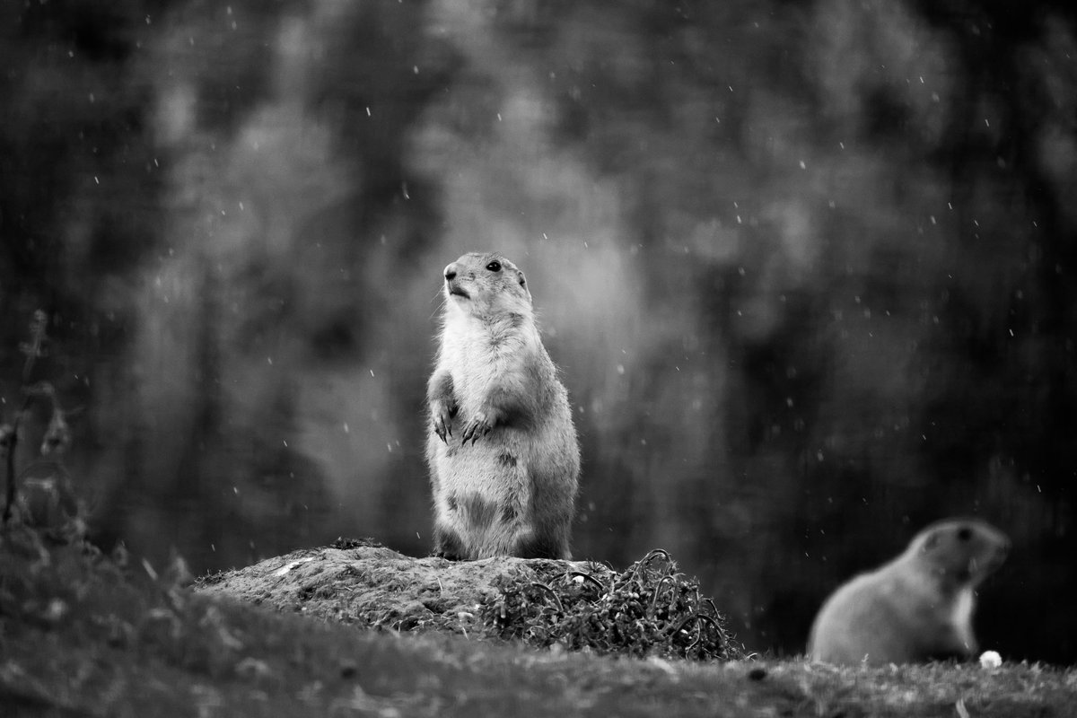 cameramanshaun's tweet image. Roll on #summer we are waiting. #prairiedog #banham