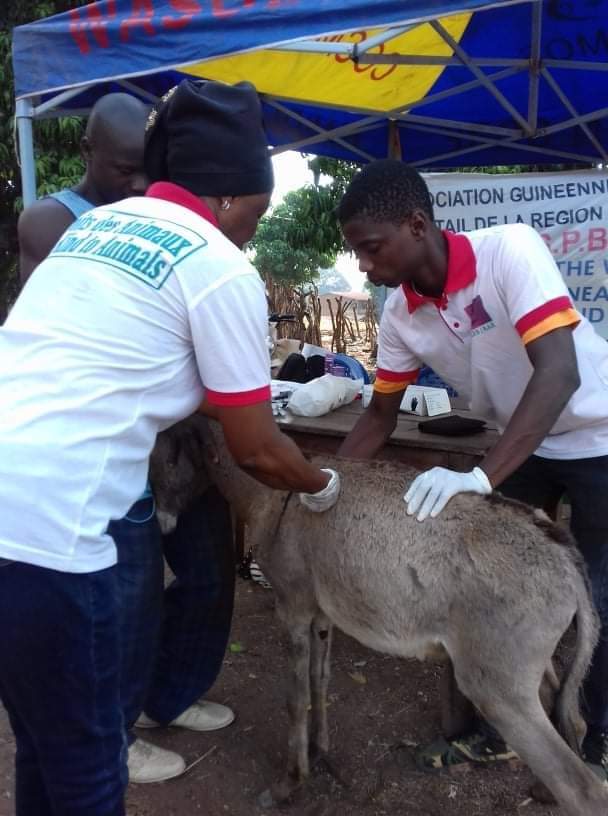 LiberiaAnimal's tweet photo. We are constantly improving the health and welfare of #workinganimals in #Guinea through the provision of free outreach #veterinaryservices, nutritional foods and education  program for their owners. We need support https://t.co/hu1UGtomnU 
 #WorkingAnimalHealthcare #DonkeyHealth https://t.co/INbHYy9SsV